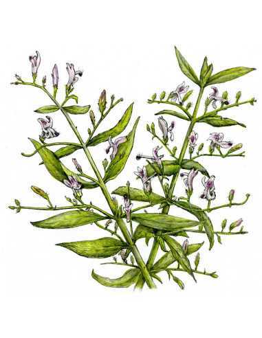 Lawrence - Auszug 50 ml